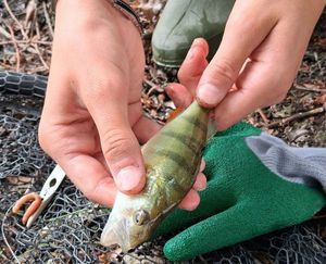 Yellow Perch