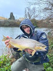 Brown Trout