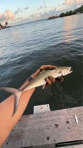 Chub Mackerel