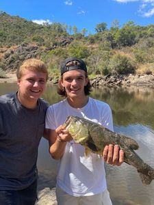 Largemouth Bass