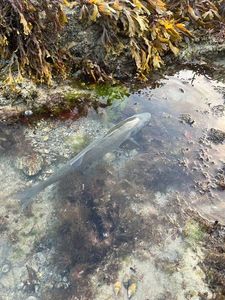 European Bass (Seabass)