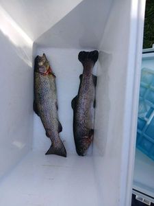 Rainbow Trout