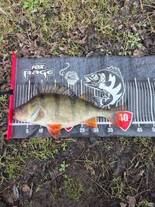 European Perch