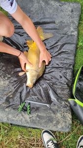 Mirror Carp