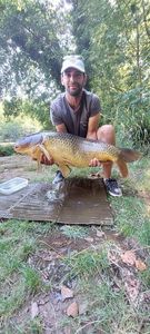 Common Carp