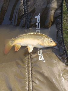 Mirror Carp