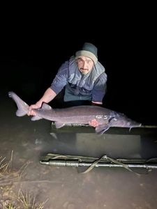 Sturgeon