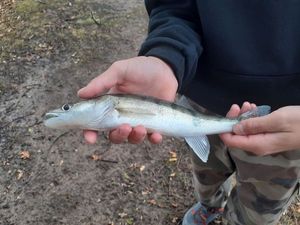 Zander