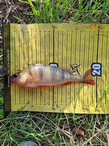 European Perch