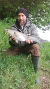 Golden Grey Mullet