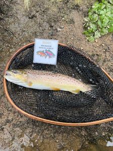 Brown Trout