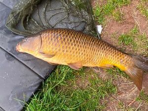 Common Carp