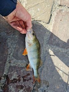 European Perch