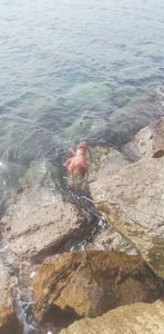 Common Octopus