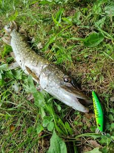 Northern Pike