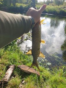 Northern Pike
