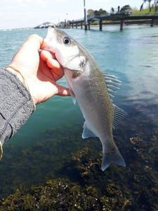 European Bass (Seabass)