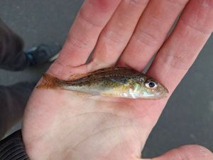 Ruffe