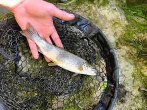 Brown Trout