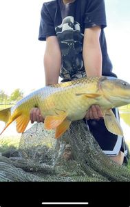 Common Carp