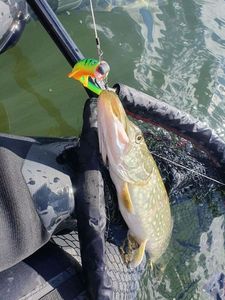 Northern Pike