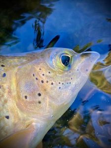 Grayling