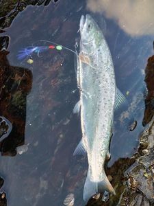 Truite de Mer