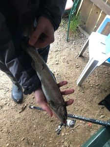 Rainbow Trout