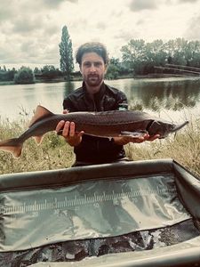 Sturgeon