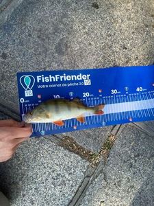 European Perch