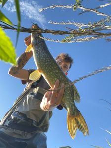 Northern Pike