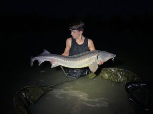 Sturgeon