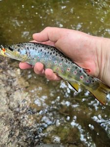 Brown Trout
