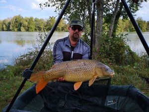 Common Carp