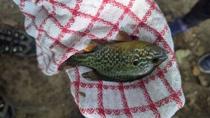 Green Sunfish