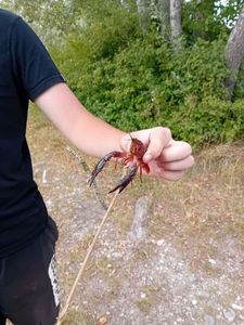 Red Swamp Crayfish