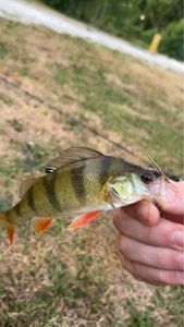 European Perch