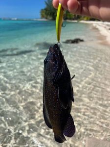 Peacock Grouper
