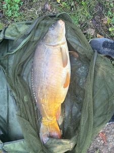 Leather Carp