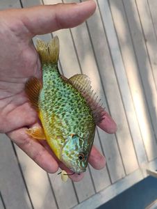 Green Sunfish