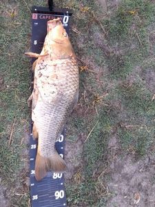 Common Carp