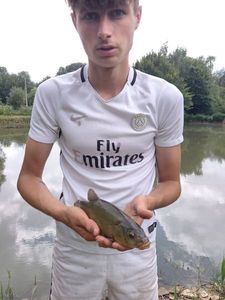 Tench