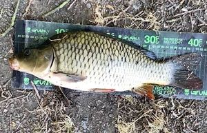 Common Carp