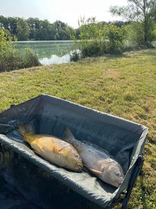 Mirror Carp