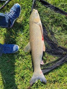 Grass Carp