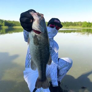 Largemouth Bass