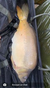 Mirror Carp