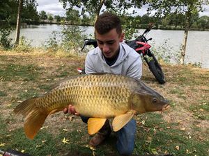 Common Carp