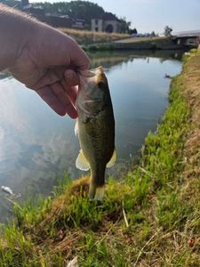 Largemouth Bass