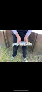 Sea Trout